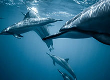 华体会比分直播-多位米兰传奇发视频祝魔笛生日快乐，来看看都有谁！